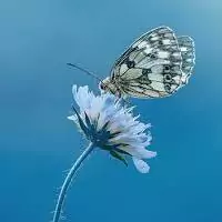 whatsapp dp butterfly images